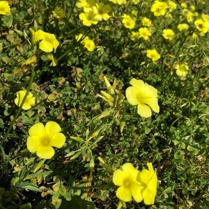 Meet your Posher, Adrianna